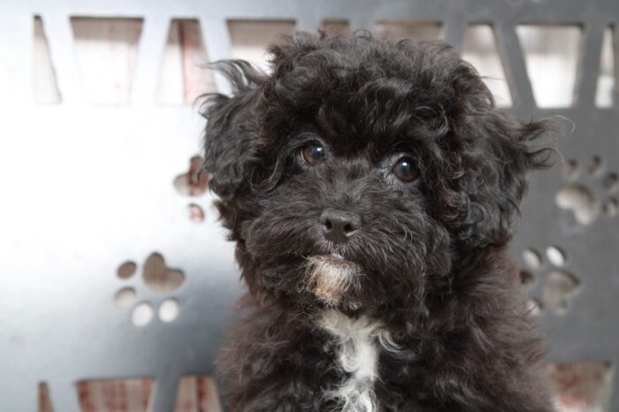 Marietta - Affectionate Female Hava-Poo Puppy - Image 3