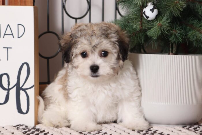 Mario - Friendly Little Male Teddy Bear Puppy
