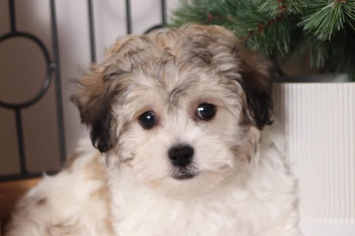 Mario - Friendly Little Male Teddy Bear Puppy - Image 2