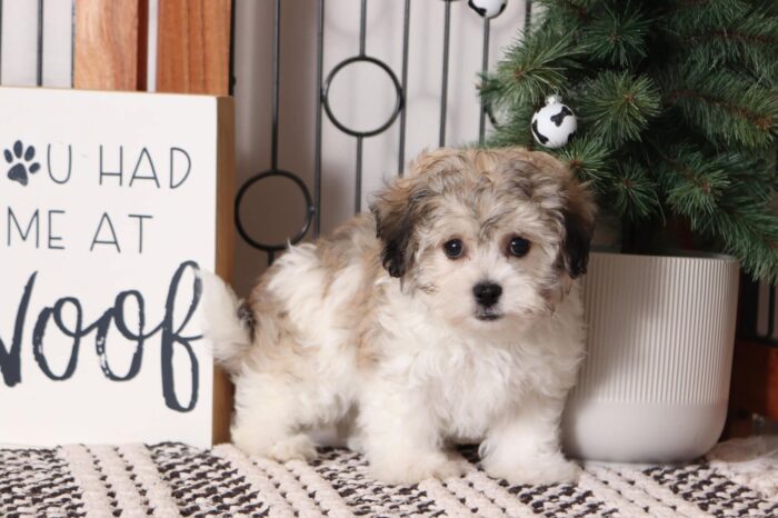 Mario - Friendly Little Male Teddy Bear Puppy - Image 3
