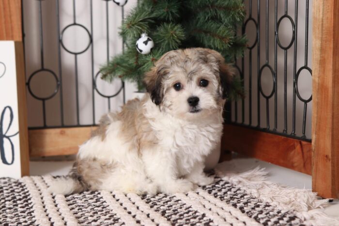Mario - Friendly Little Male Teddy Bear Puppy - Image 4