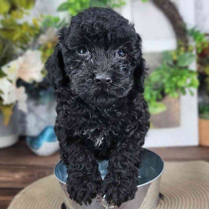 Mark -  Attractive Male Mini Poodle - Image 3