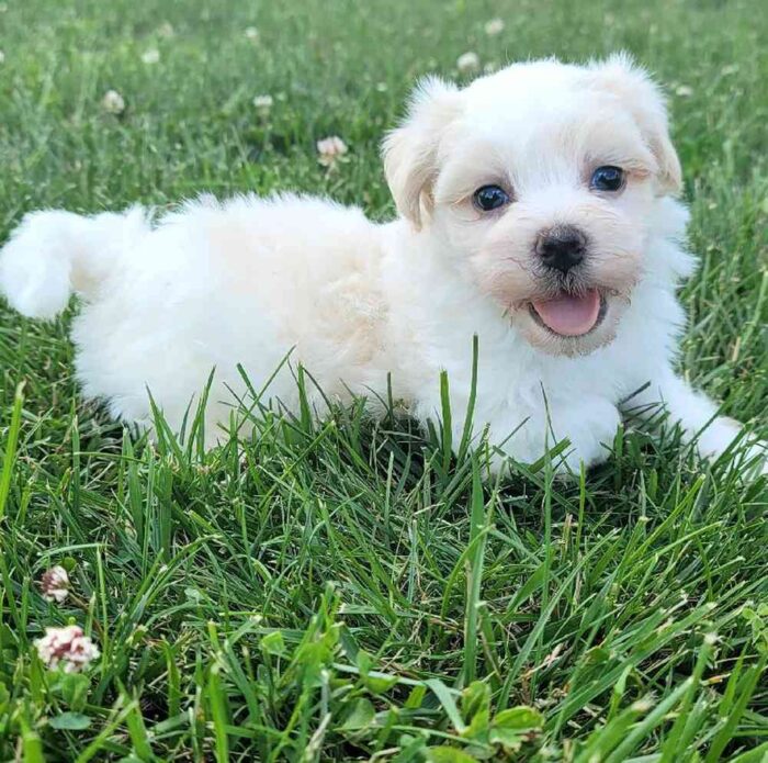 puppy