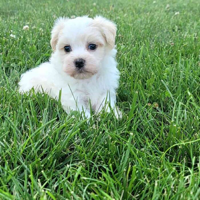 puppy