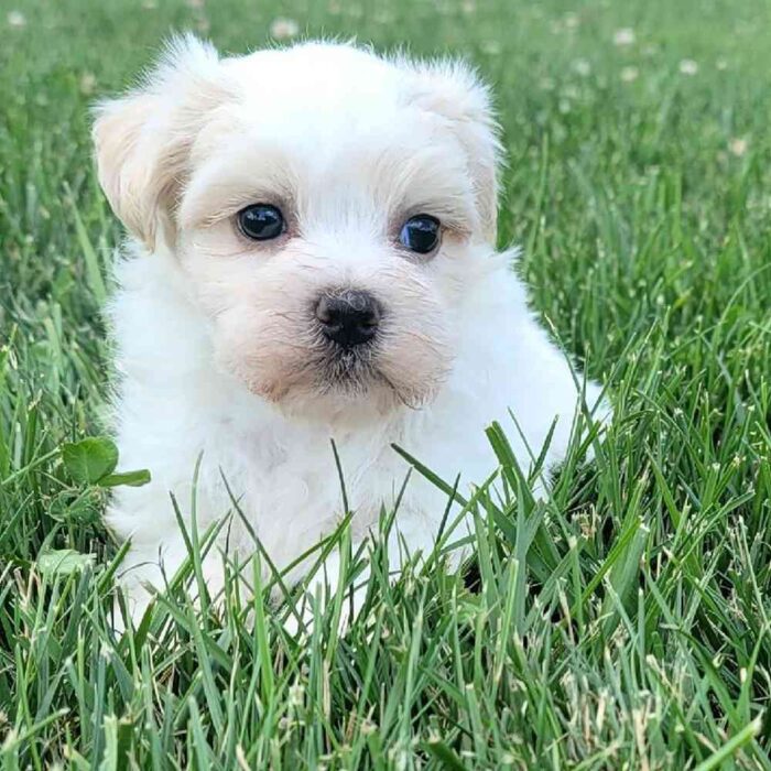 puppy
