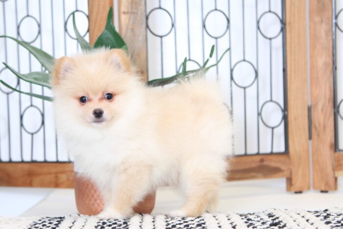 Marshmallow- Handsome Male ACA Pomeranian Puppy