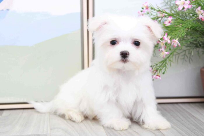 Mason - Sweet Little AKC Male Maltese Puppy