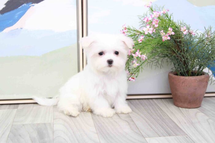 Mason - Sweet Little AKC Male Maltese Puppy - Image 2