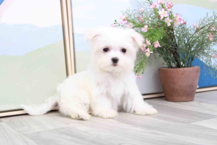 Mason - Sweet Little AKC Male Maltese Puppy - Image 3