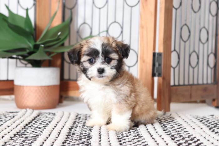 Mason - Playful Little Male Teddy Bear Puppy
