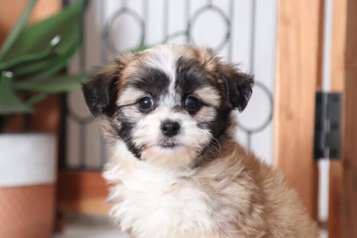 Mason - Playful Little Male Teddy Bear Puppy - Image 2