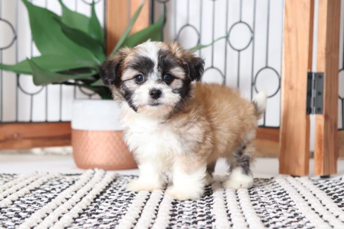 Mason - Playful Little Male Teddy Bear Puppy - Image 4