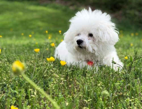 Understanding Bichon Frise Behavior: A Comprehensive Guide in 2024