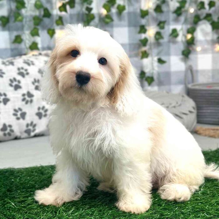 Maui - Havapoo Puppy For Sale