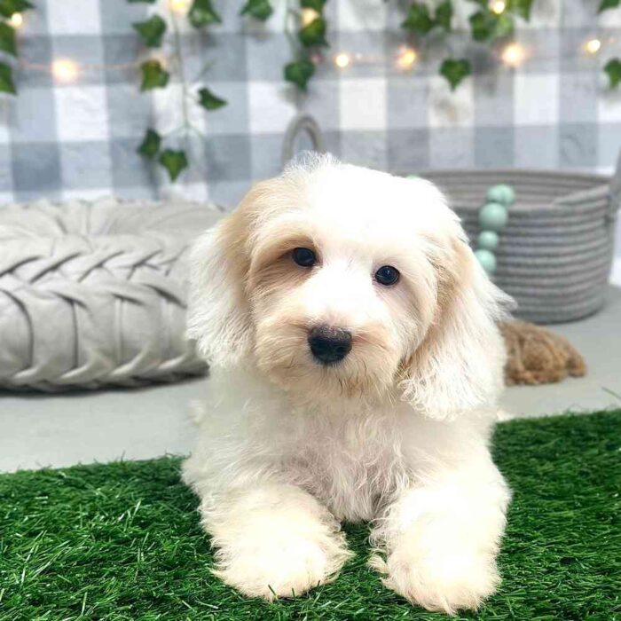 Maui - Havapoo Puppy For Sale - Image 2