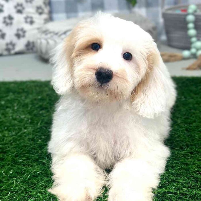 Maui - Havapoo Puppy For Sale - Image 4