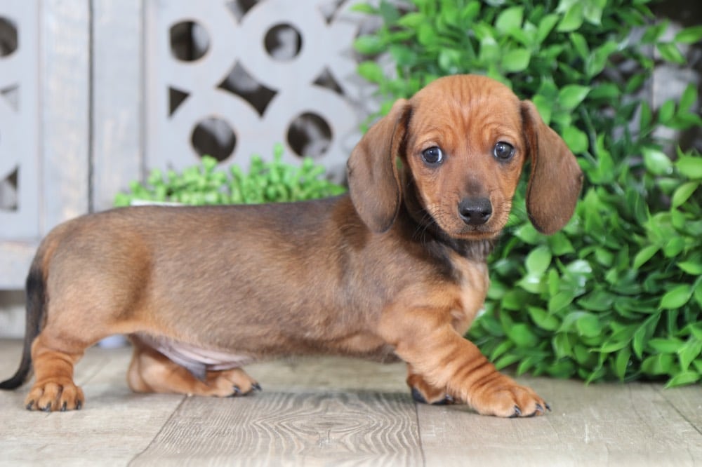 Maui Short Haired Dachshund Puppies Online
