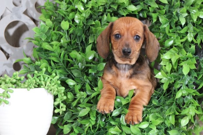 Maui- Short-haired Dachshund - Image 3