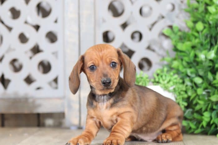 Maui- Short-haired Dachshund - Image 4