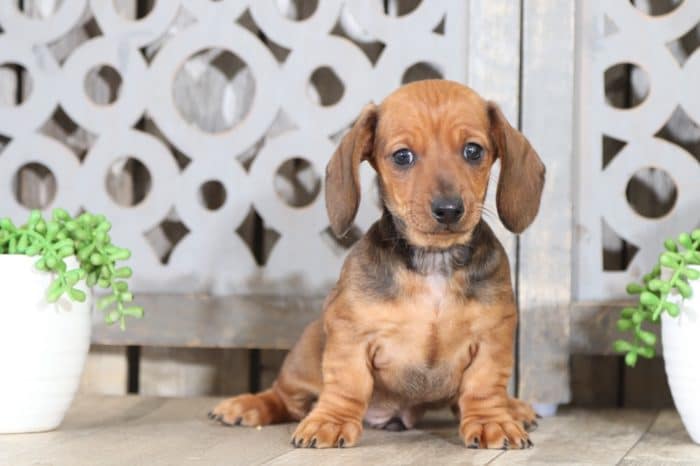 Maui- Short-haired Dachshund - Image 5