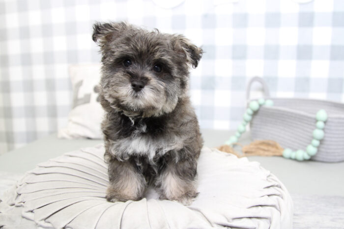 Maverick- Magnificent Black/Tan Male Morkie Puppy