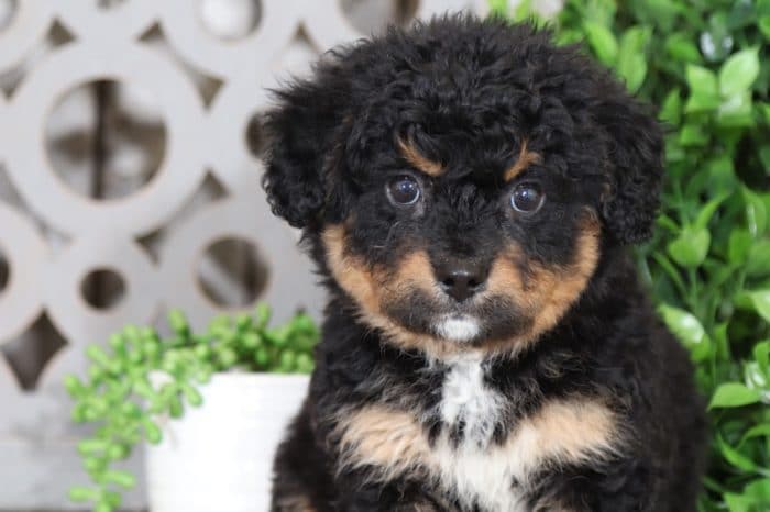 Maverick- Loving, Mini, Bernedoodle