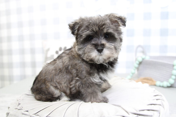 Maverick- Magnificent Black/Tan Male Morkie Puppy - Image 2