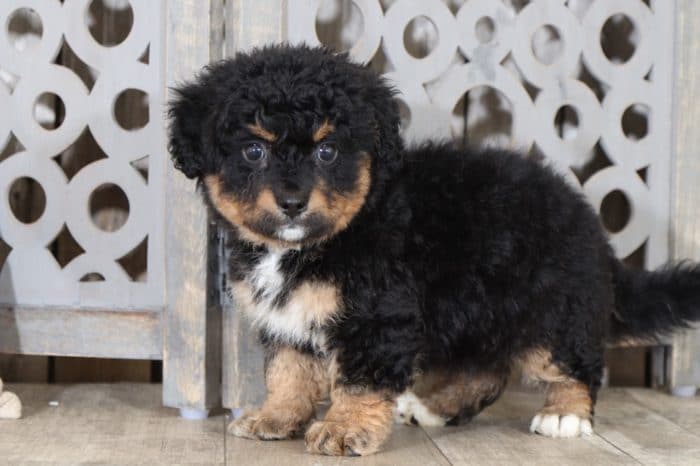 Maverick- Loving, Mini, Bernedoodle - Image 2