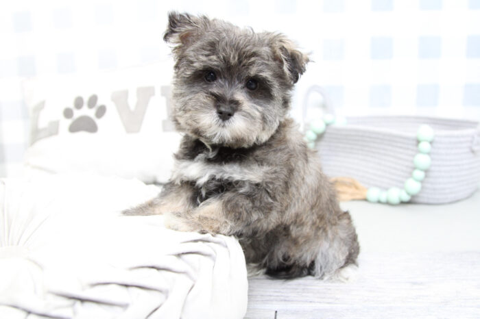 Maverick- Magnificent Black/Tan Male Morkie Puppy - Image 6