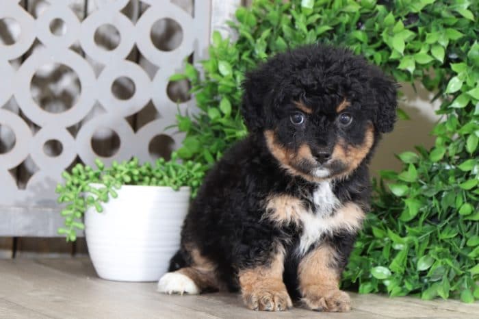 Maverick- Loving, Mini, Bernedoodle - Image 3