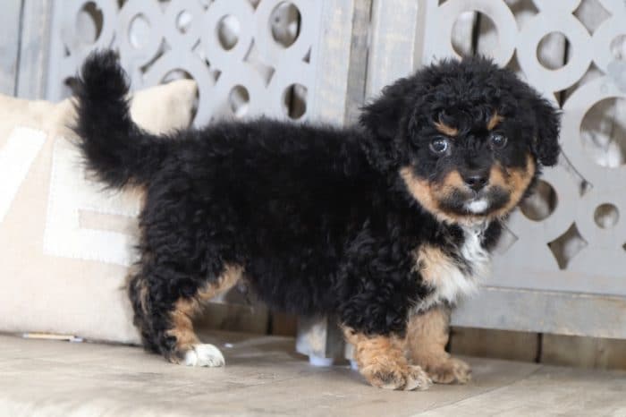 Maverick- Loving, Mini, Bernedoodle - Image 4