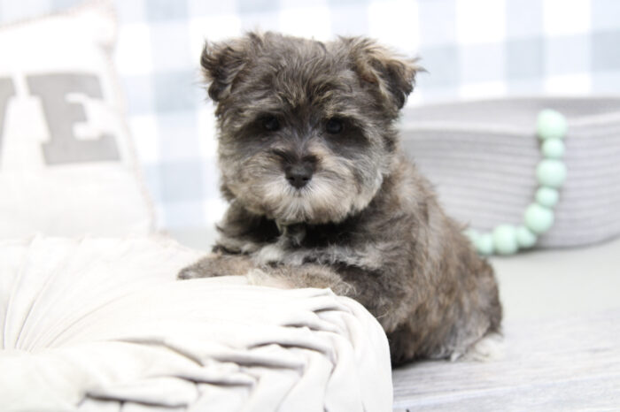 Maverick- Magnificent Black/Tan Male Morkie Puppy - Image 5