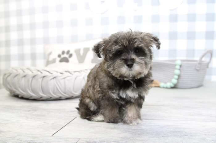 Maverick- Magnificent Black/Tan Male Morkie Puppy - Image 3