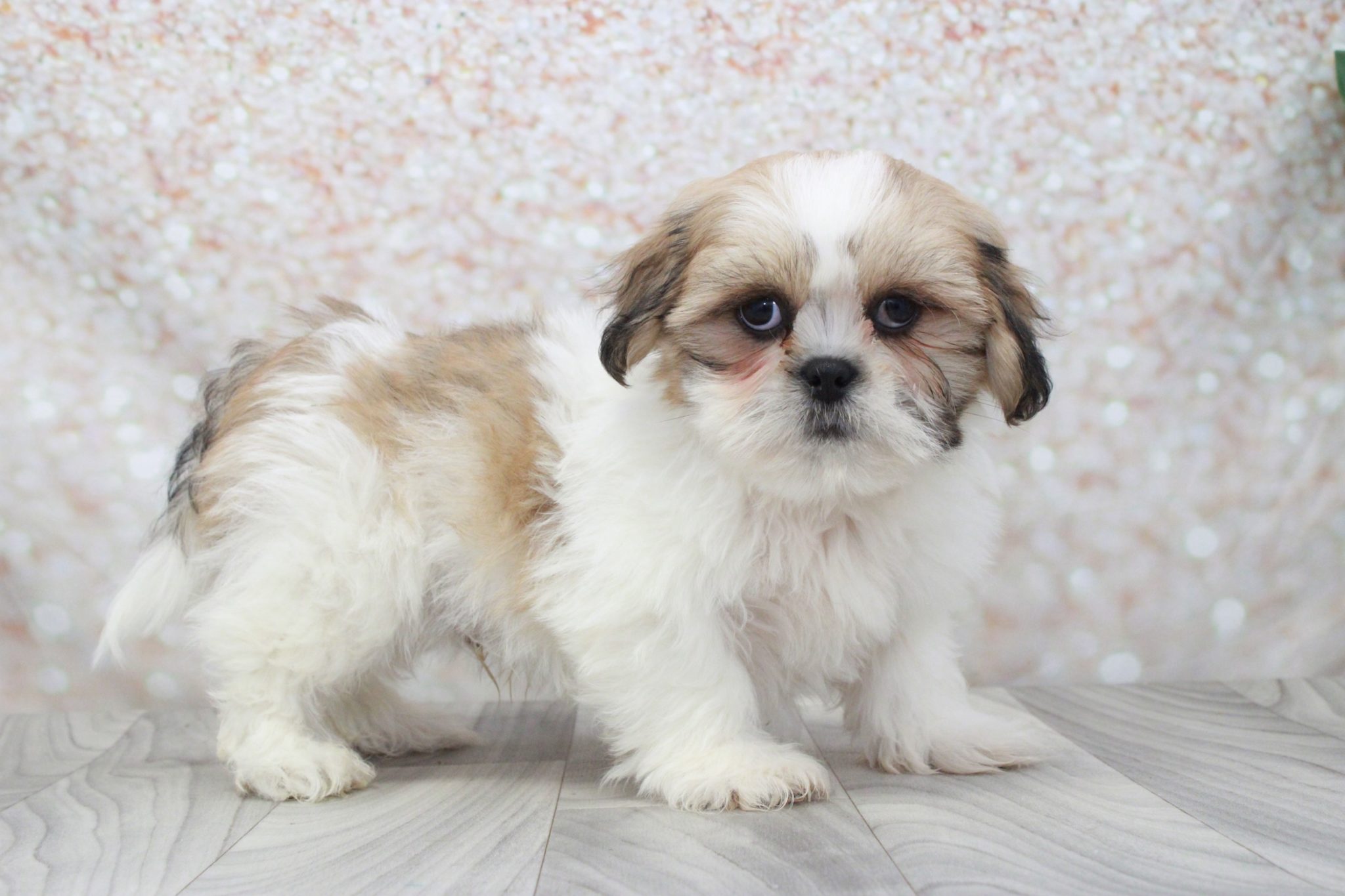 Max- Outgoing Little Male Shih-Tzu Puppy - Image 3
