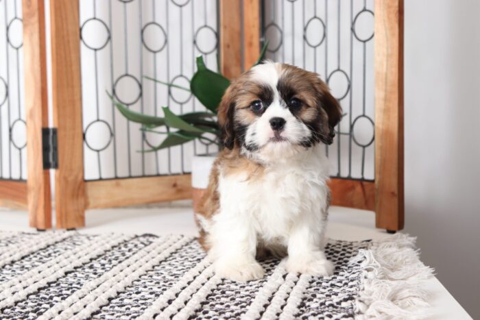 Max - Loving Little Male Cava-tzu Puppy