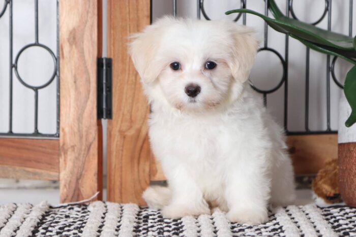 Max - Loving Male ACA Maltese Puppy