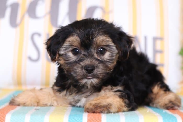Max- Loving Morkie