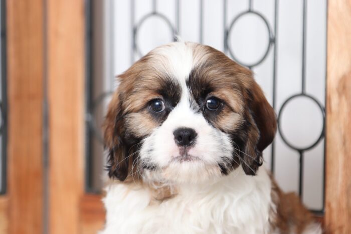 Max - Loving Little Male Cava-tzu Puppy - Image 2