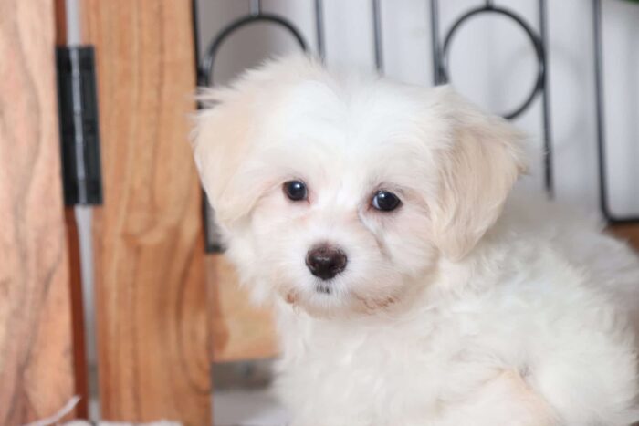 Max - Loving Male ACA Maltese Puppy - Image 2