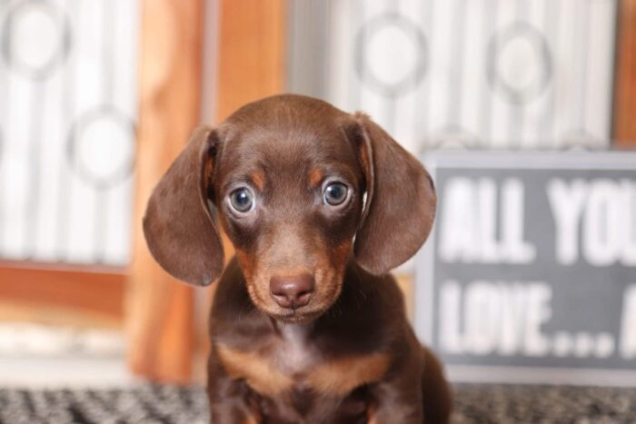 Max- Fun Little Male ACA Short Haired Dachshund Puppy - Image 2