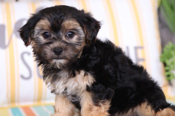 Max- Loving Morkie - Image 2