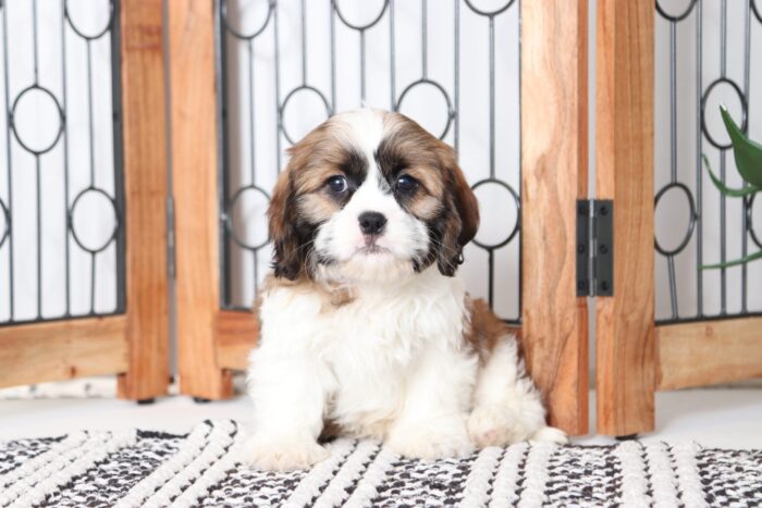 Max - Loving Little Male Cava-tzu Puppy - Image 3