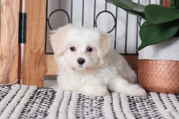 Max - Loving Male ACA Maltese Puppy - Image 3