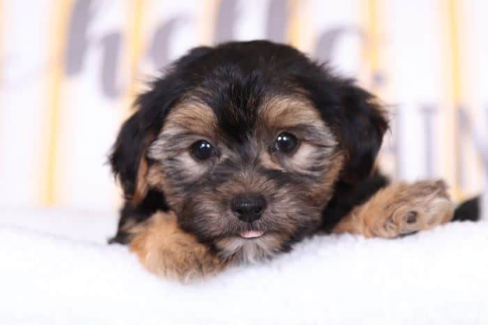 Max- Loving Morkie - Image 3