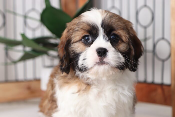 Max - Loving Little Male Cava-tzu Puppy - Image 4