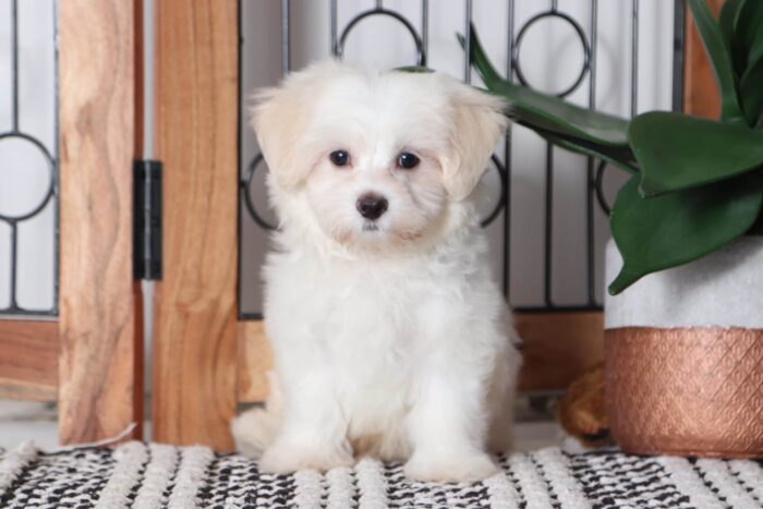 Max - Loving Male ACA Maltese Puppy - Image 4