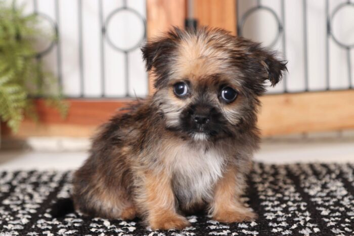 Maximus- Adorable Little Male Shorkie Puppy