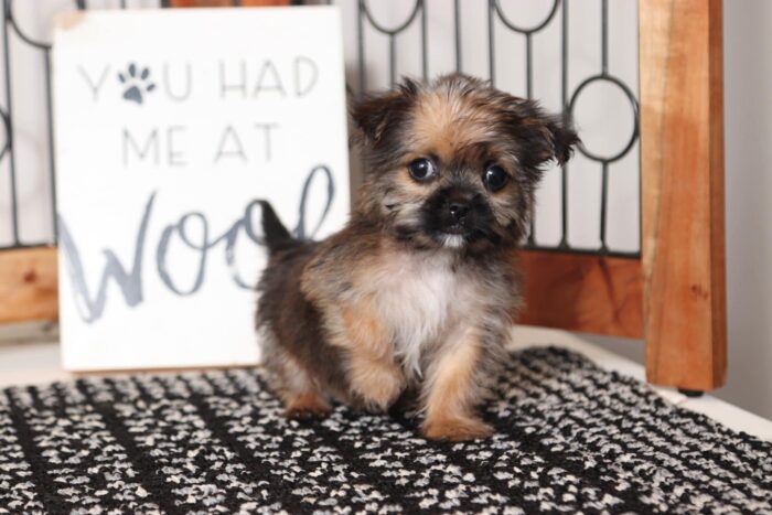 Maximus- Adorable Little Male Shorkie Puppy - Image 2