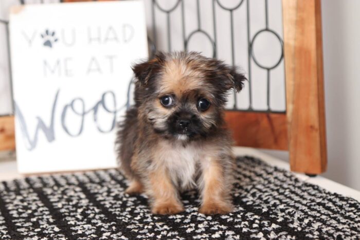 Maximus- Adorable Little Male Shorkie Puppy - Image 3