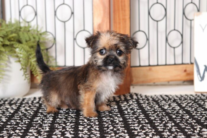 Maximus- Adorable Little Male Shorkie Puppy - Image 4